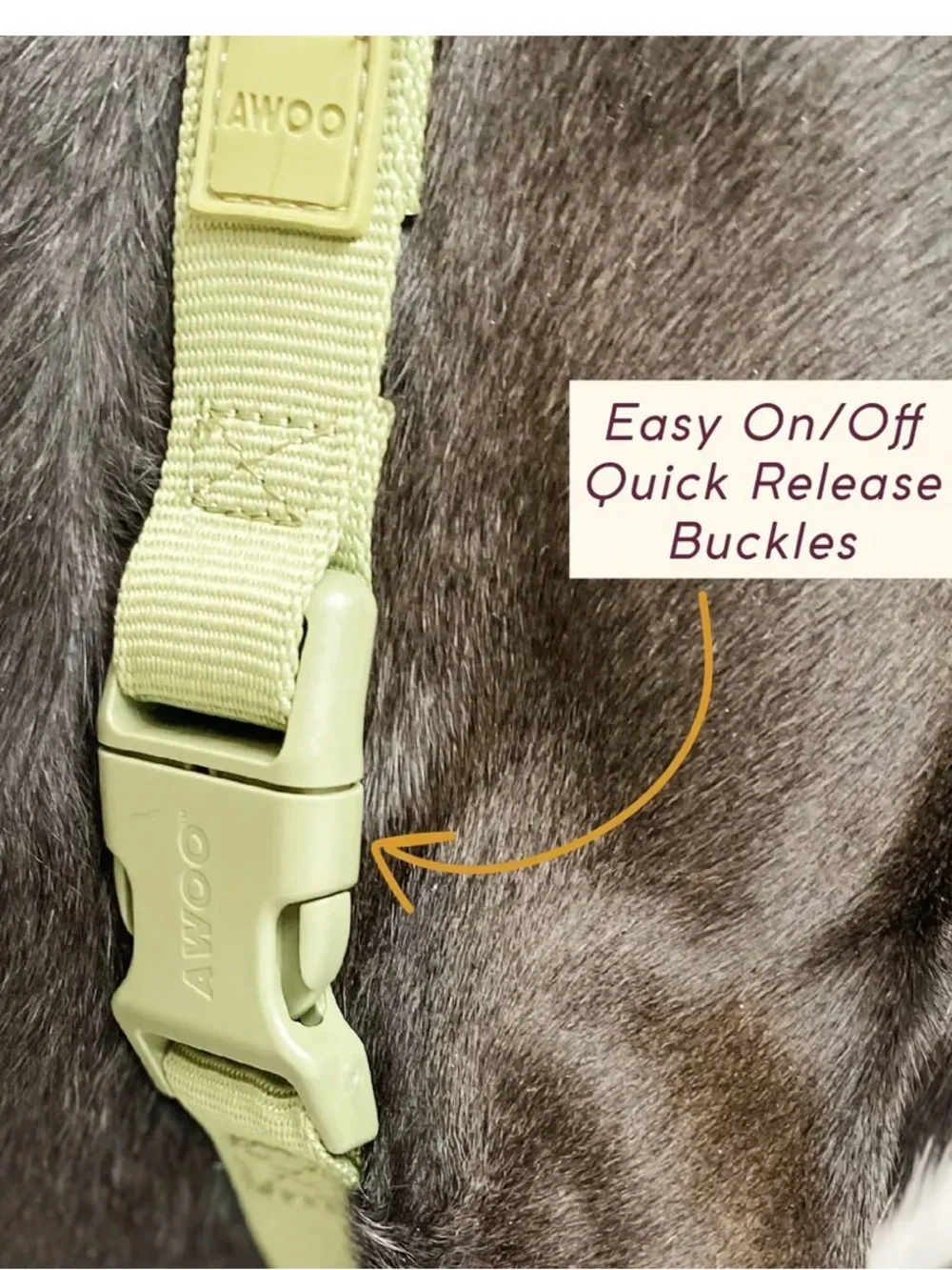 AWOO Roam Harness in Large & Infinity Leash